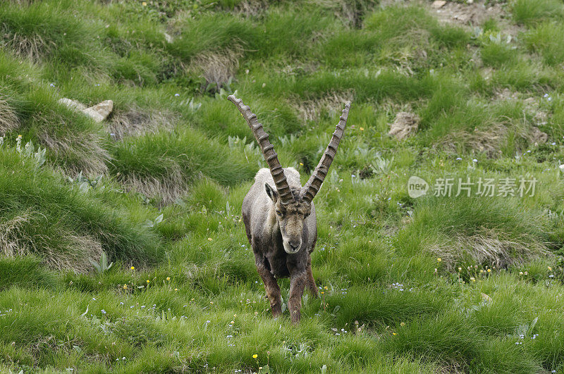 高山山羊 (Capra ibex)